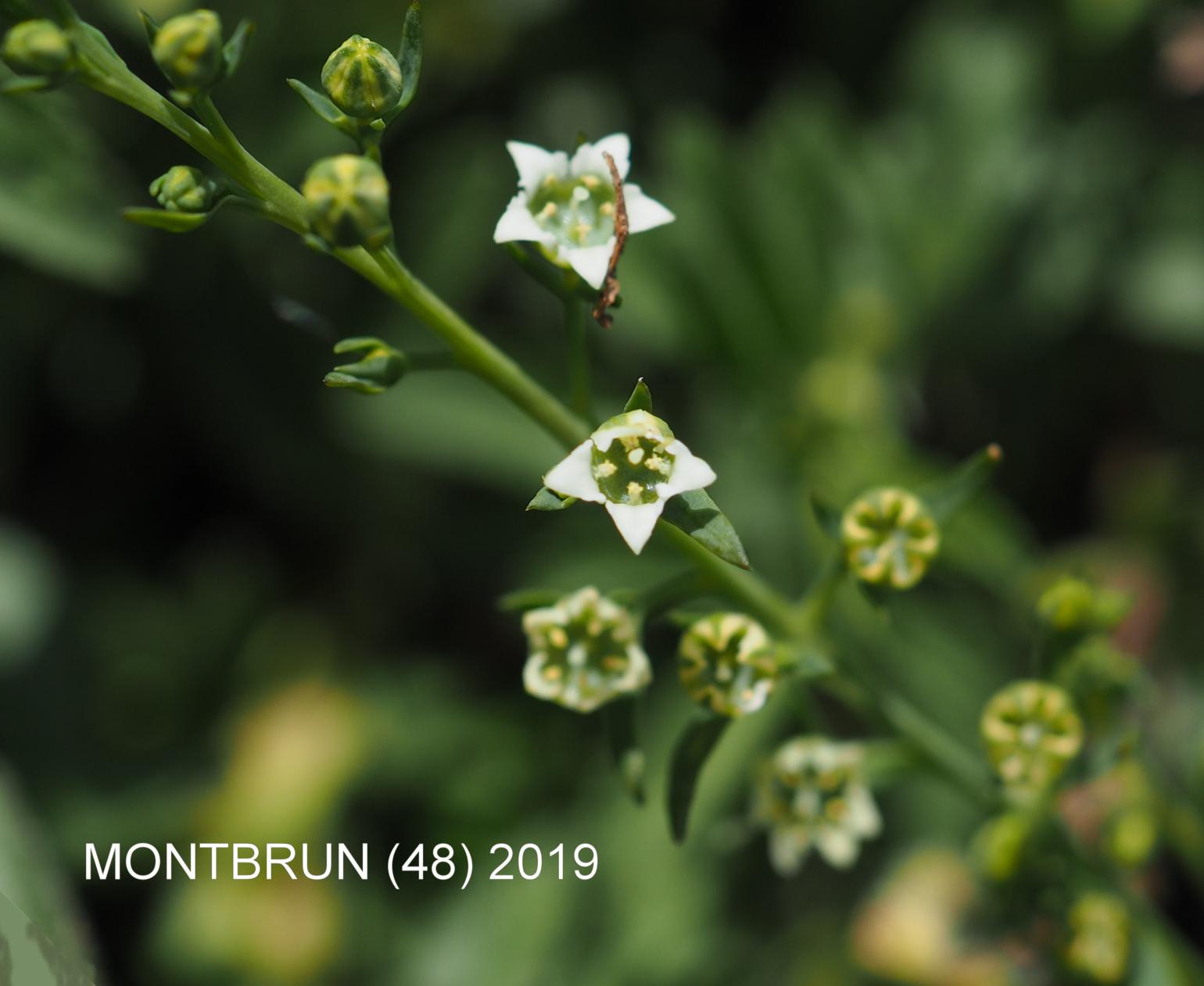 Alpine Bastard Toadflax